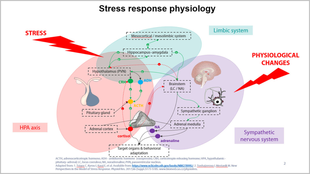 What Are Physiological Stress